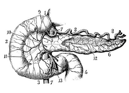 Old ink drawing of pancreatic system